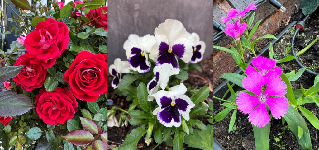 Mont Rose is Blooming | Mont Rose College